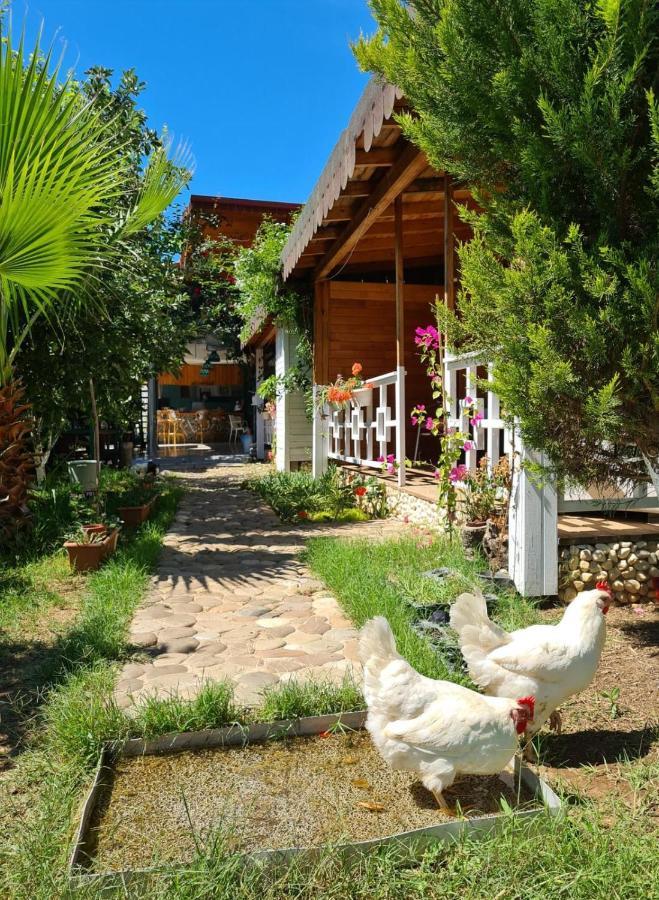 Appartamento Flora Pansiyon Cirali Kemer Esterno foto