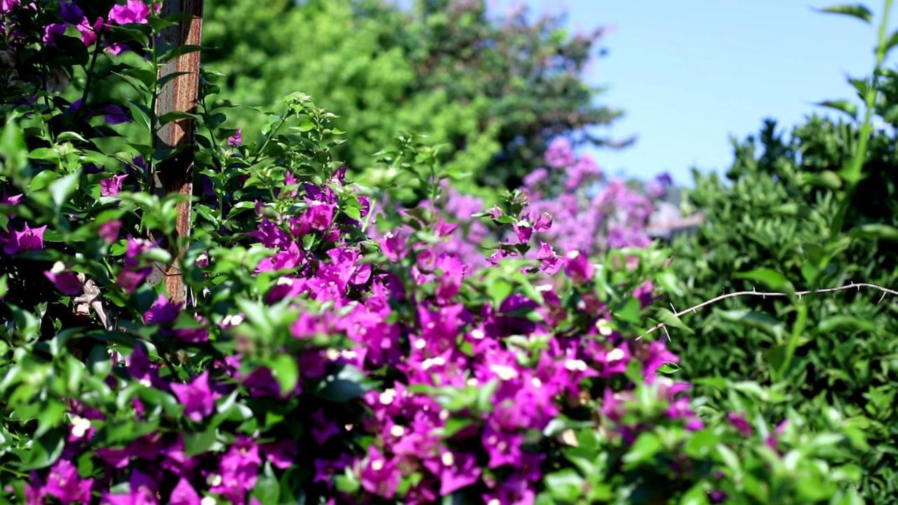 Appartamento Flora Pansiyon Cirali Kemer Esterno foto