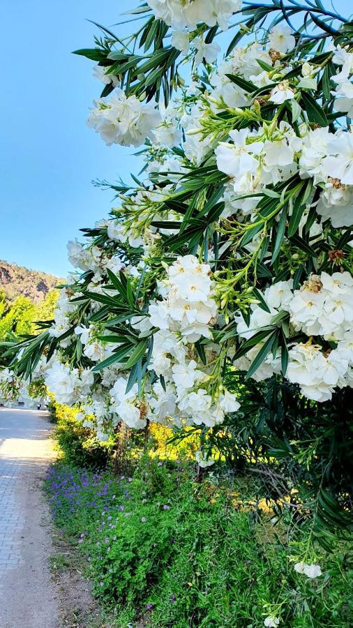 Appartamento Flora Pansiyon Cirali Kemer Esterno foto