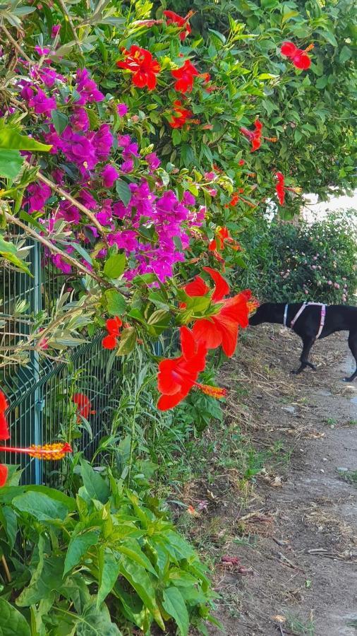 Appartamento Flora Pansiyon Cirali Kemer Esterno foto